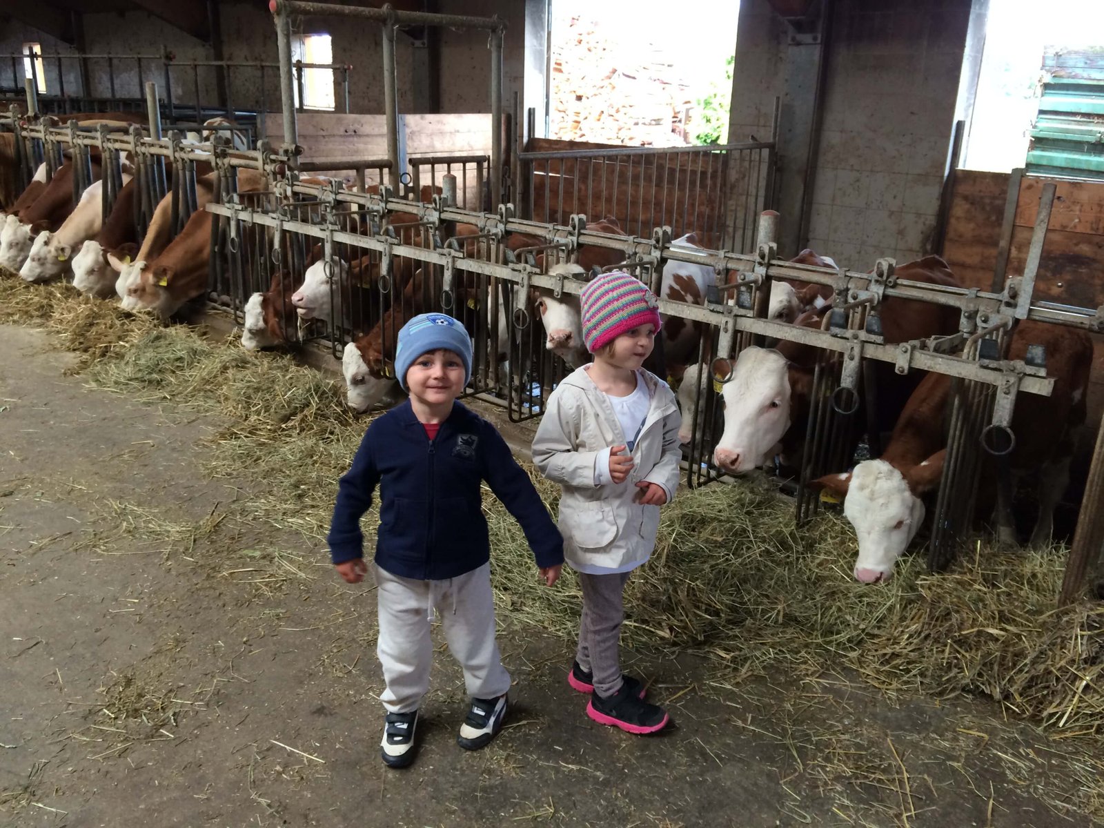 2014 – Hallo Kuehe!