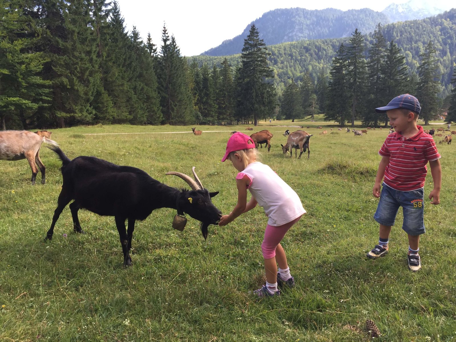 2015 – Alpen-Wildnis