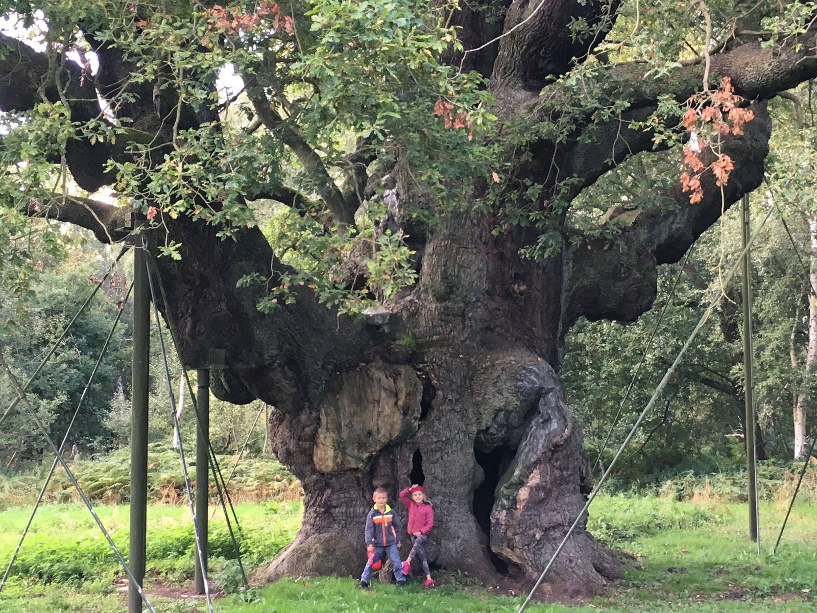 2017 – Major Oak, Sherwood Forest, Nottinghamshire